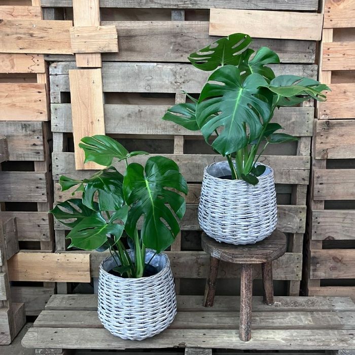 観葉植物現品販売