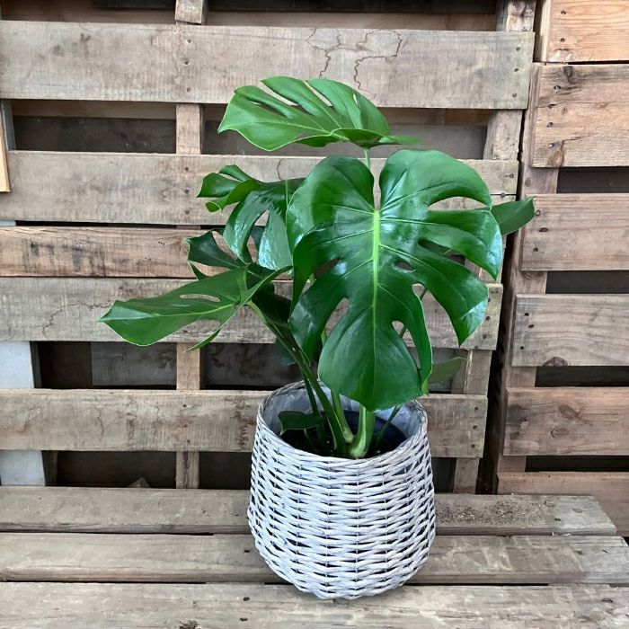 観葉植物現品販売