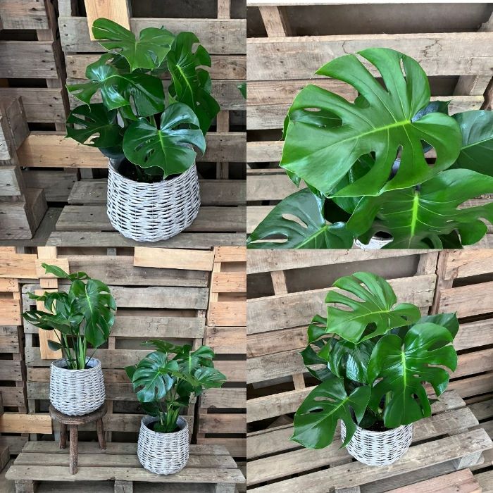 観葉植物現品販売