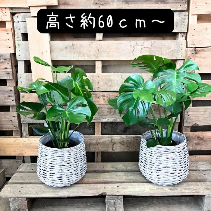 観葉植物現品販売