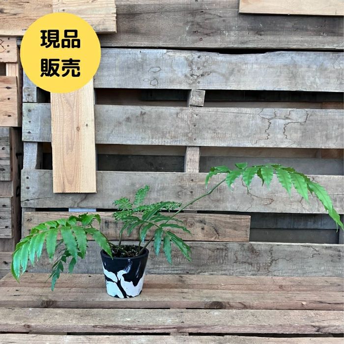 観葉植物現品販売
