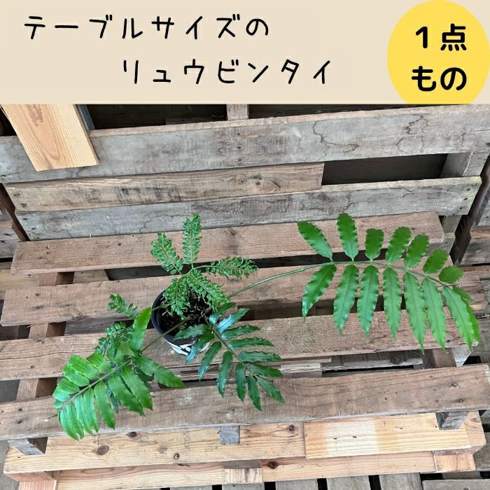 観葉植物現品販売