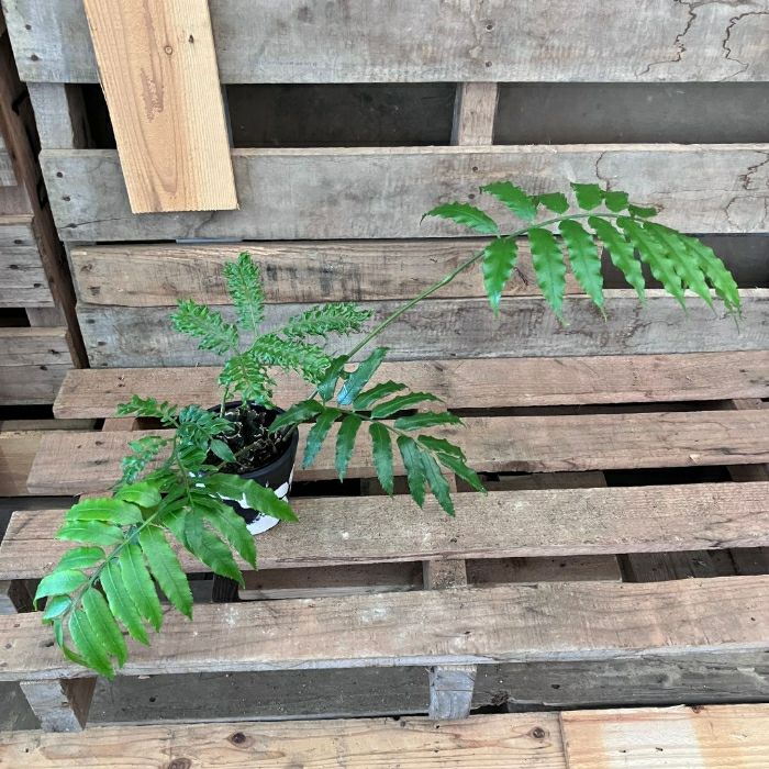 観葉植物現品販売