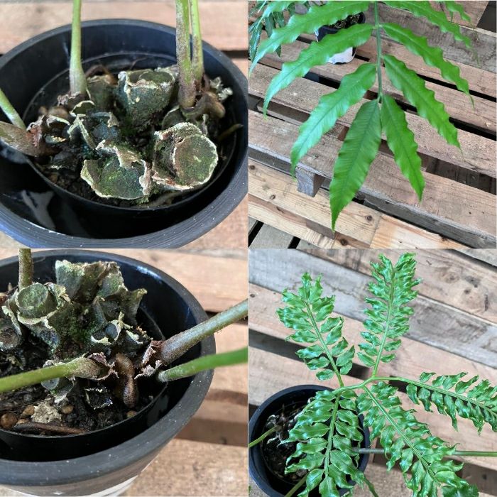 観葉植物現品販売