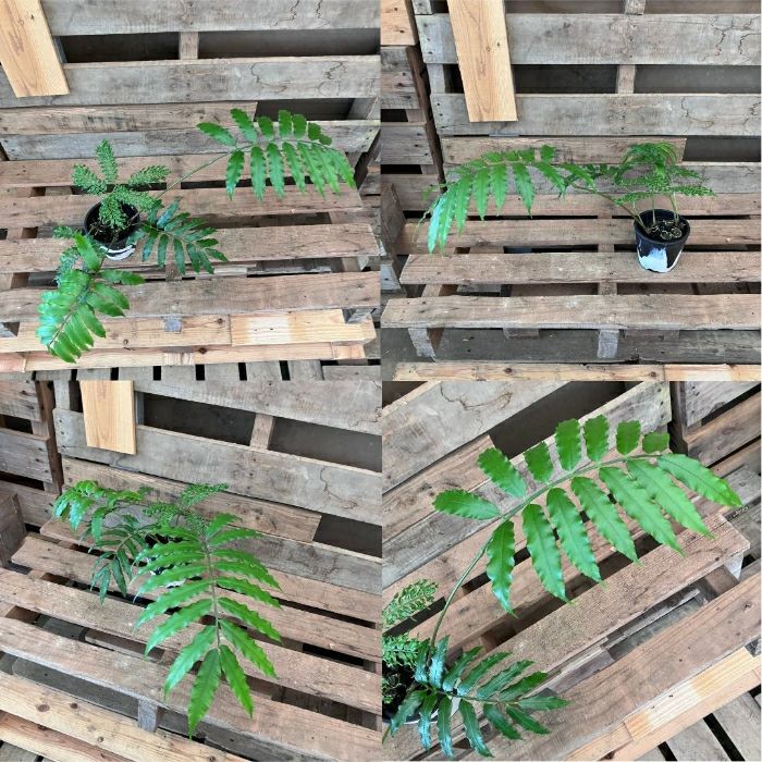 観葉植物現品販売