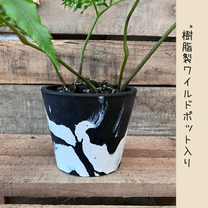 観葉植物現品販売