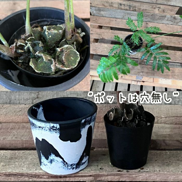 観葉植物現品販売