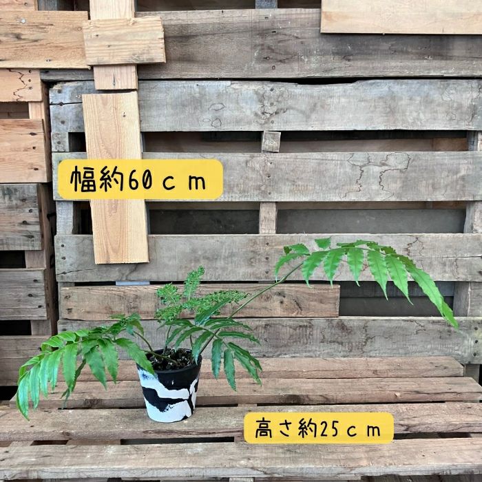観葉植物現品販売