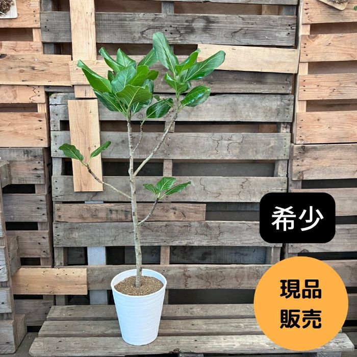 観葉植物現品販売
