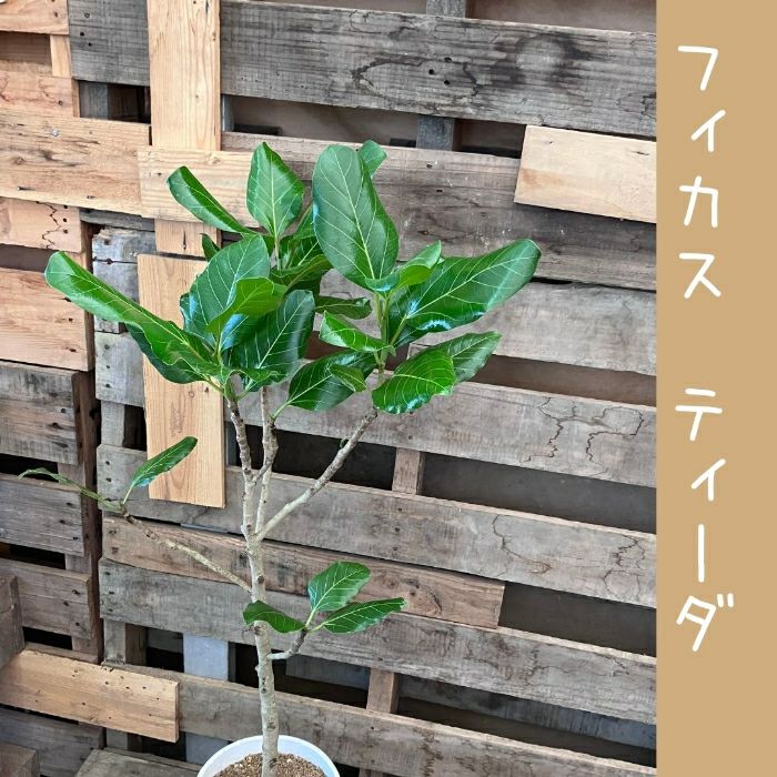 観葉植物現品販売