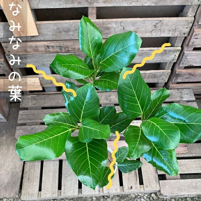 観葉植物現品販売