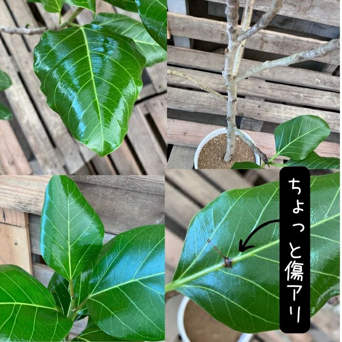 観葉植物現品販売