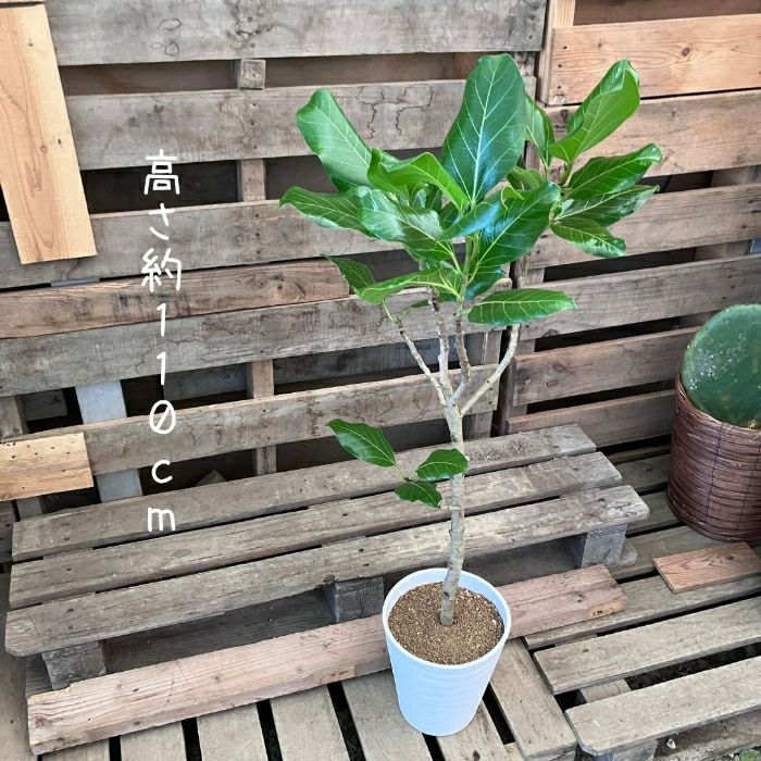 観葉植物現品販売