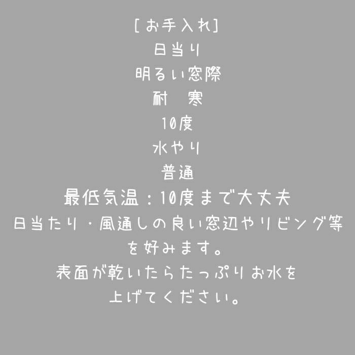 観葉植物現品販売