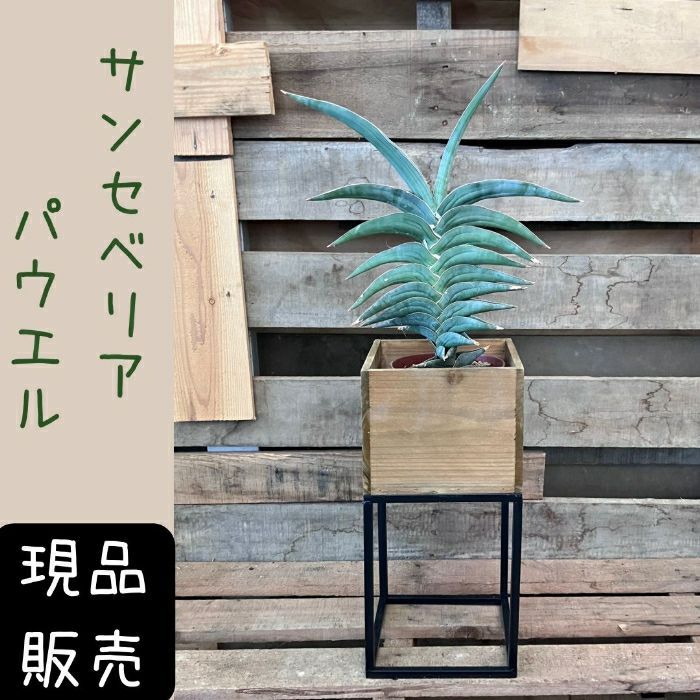 観葉植物現品販売