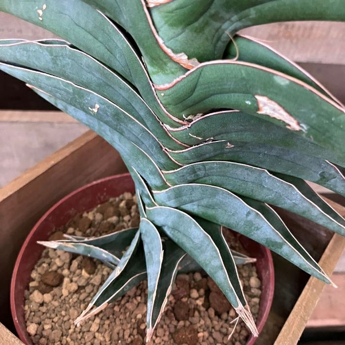 観葉植物現品販売