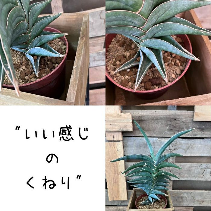 観葉植物現品販売
