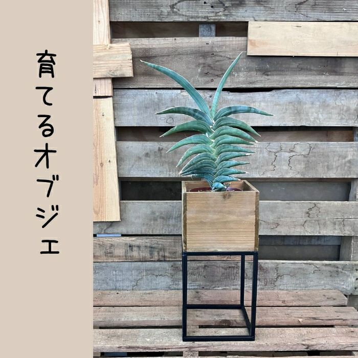 観葉植物現品販売