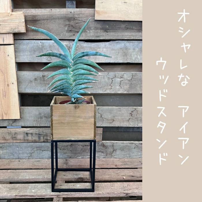 観葉植物現品販売