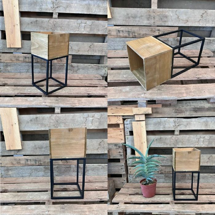 観葉植物現品販売