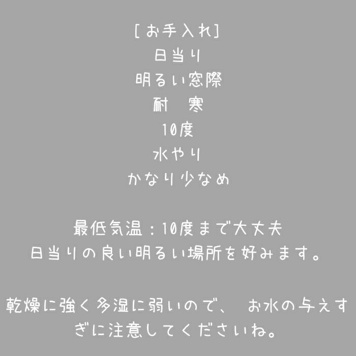 観葉植物現品販売