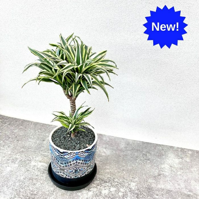 観葉植物現品販売