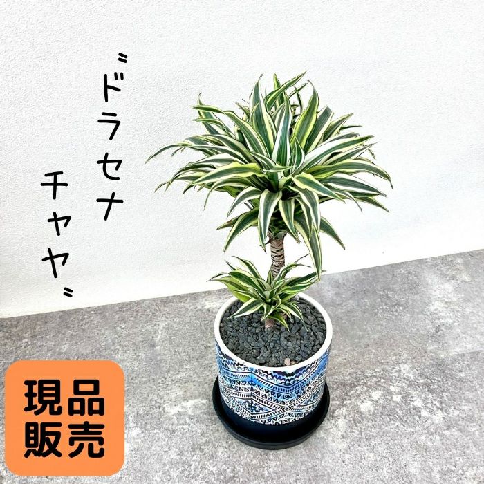 観葉植物現品販売