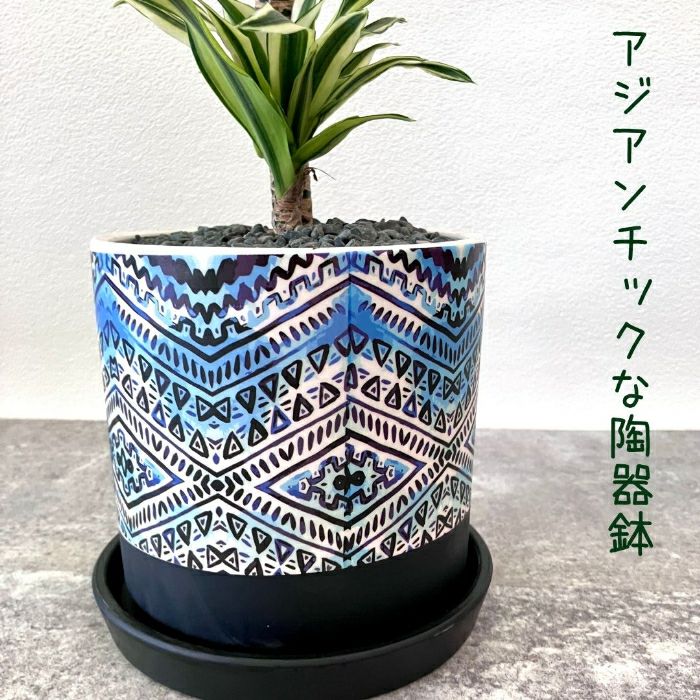 観葉植物現品販売