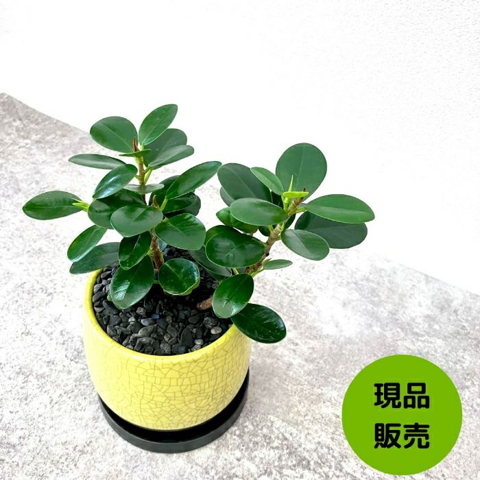 観葉植物現品販売