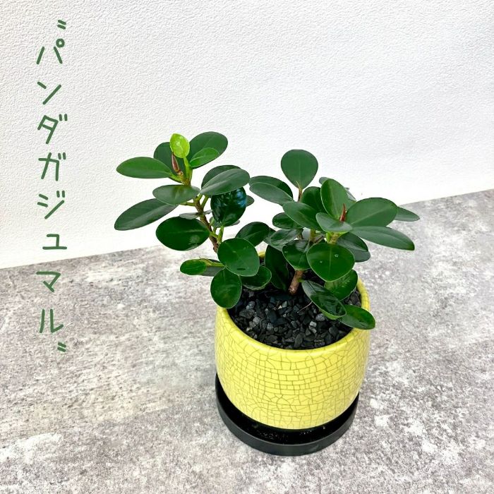 観葉植物現品販売