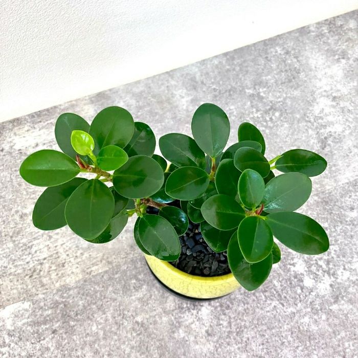 観葉植物現品販売