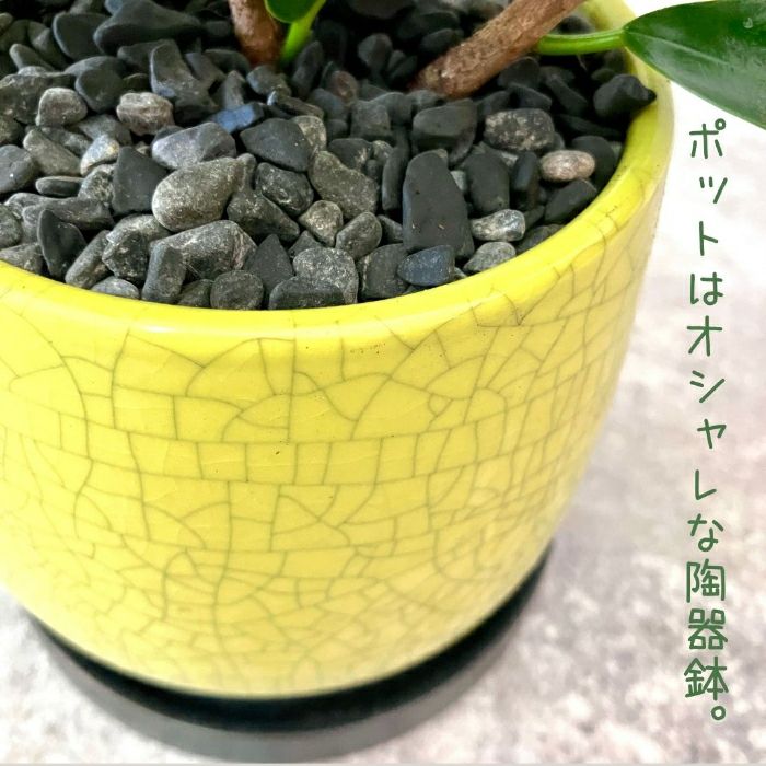 観葉植物現品販売
