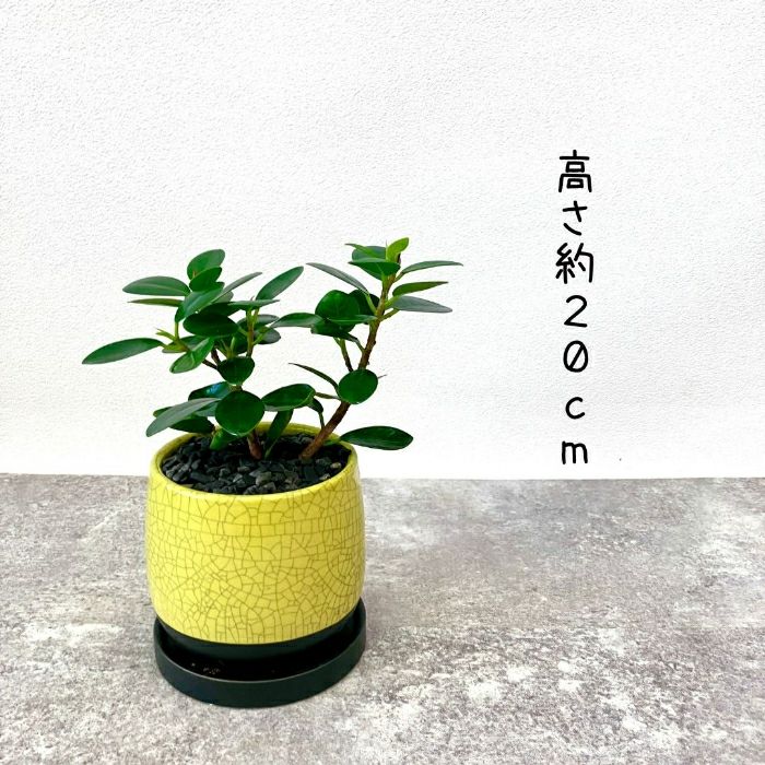 観葉植物現品販売
