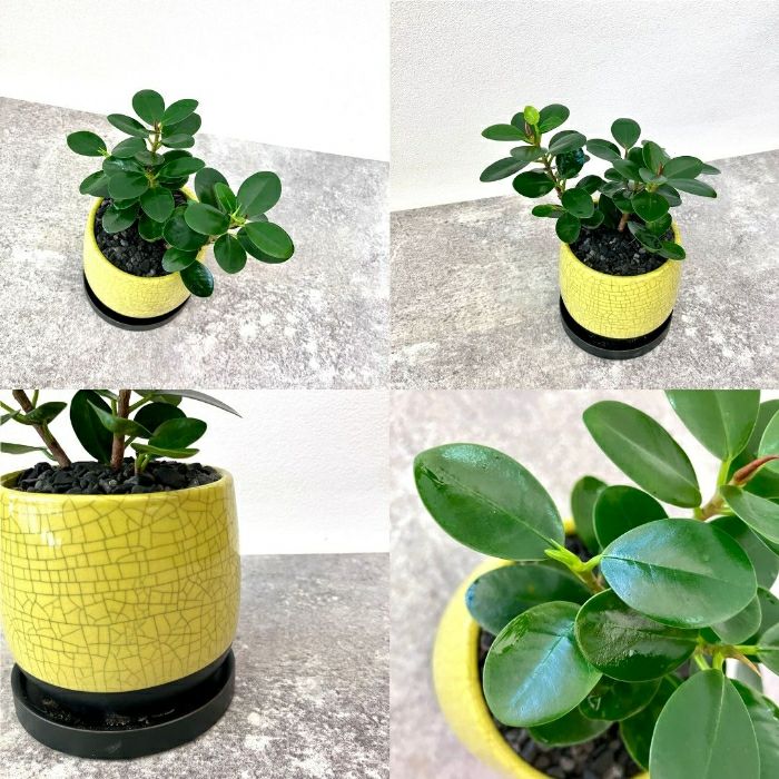 観葉植物現品販売
