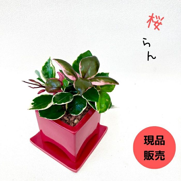 観葉植物現品販売