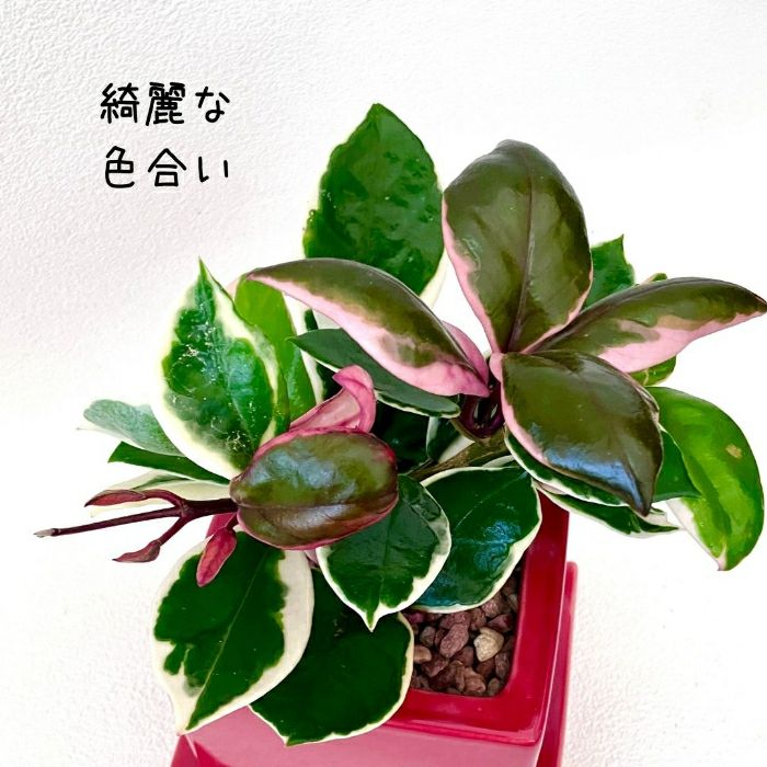 観葉植物現品販売