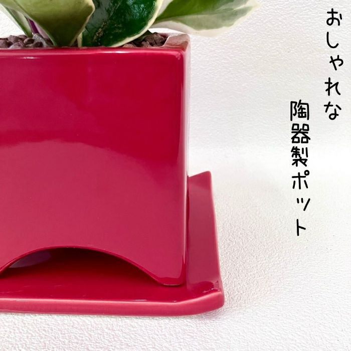 観葉植物現品販売