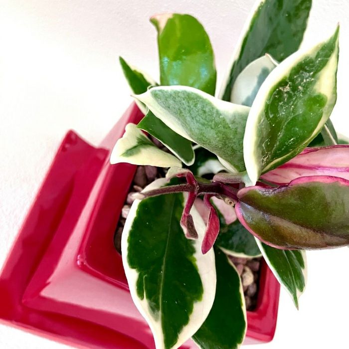 観葉植物現品販売