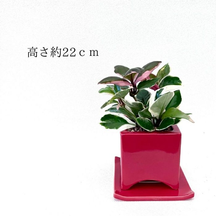 観葉植物現品販売