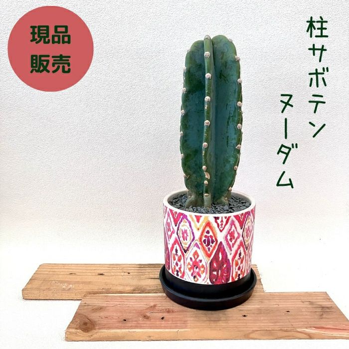 観葉植物現品販売