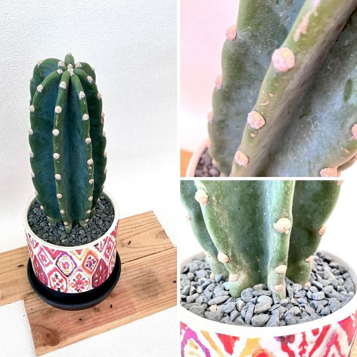 観葉植物現品販売