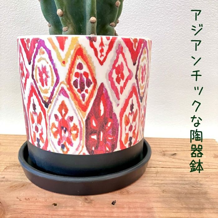 観葉植物現品販売