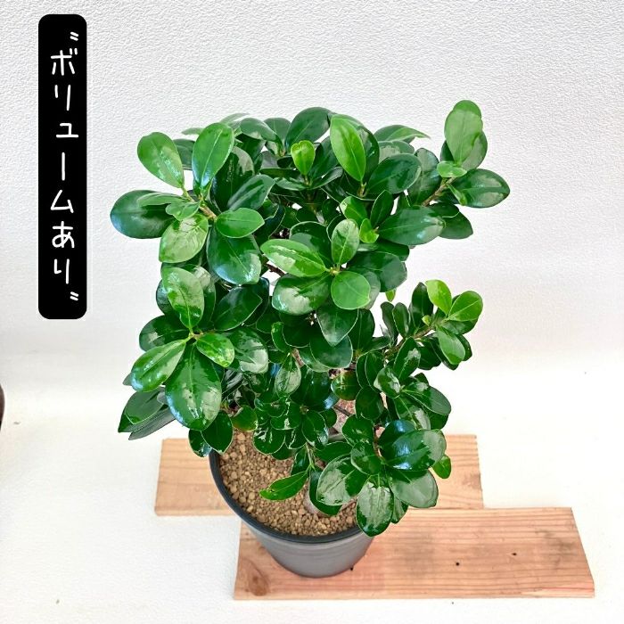 観葉植物現品販売