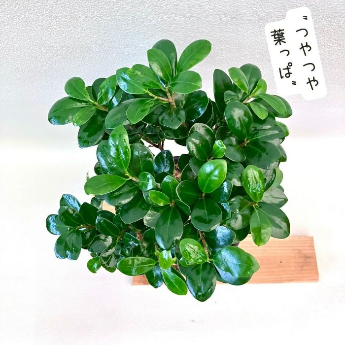観葉植物現品販売