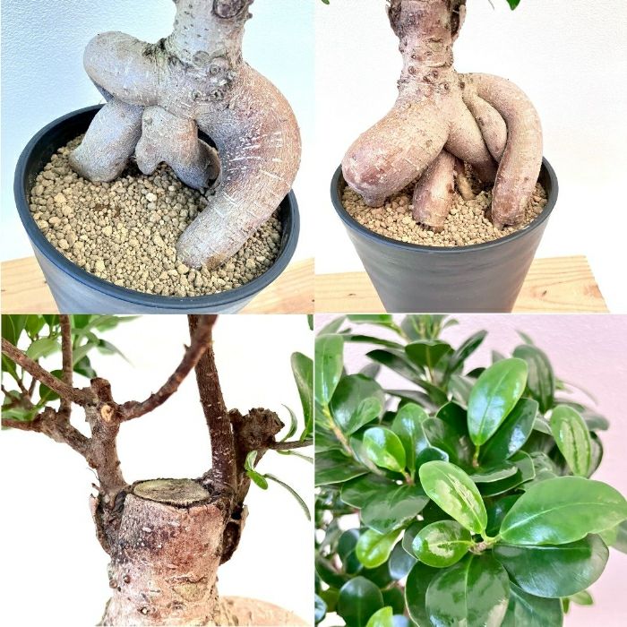 観葉植物現品販売