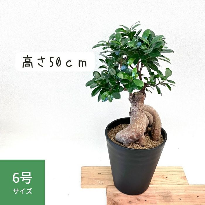 観葉植物現品販売