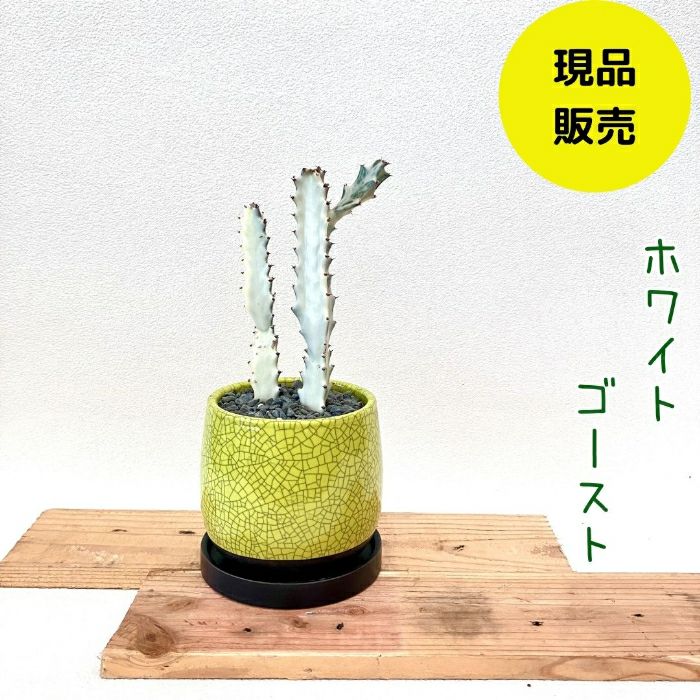観葉植物現品販売