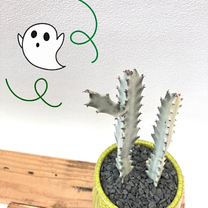 観葉植物現品販売