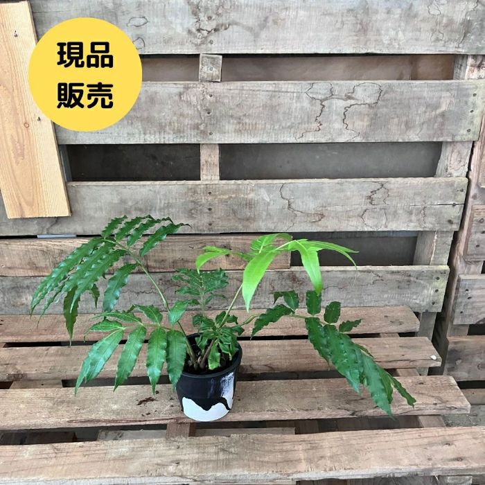 観葉植物現品販売