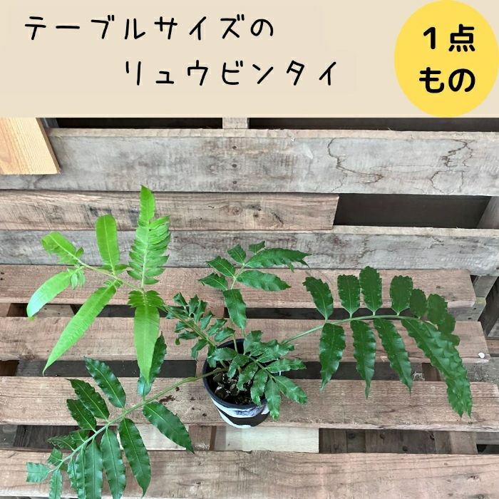 観葉植物現品販売